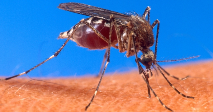 Астанчанам не стоит опасаться малярийных комаров