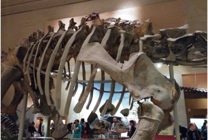 Ұзындығы 30 метрден асатын динозаврларды суретке түсіру оңай болмады.