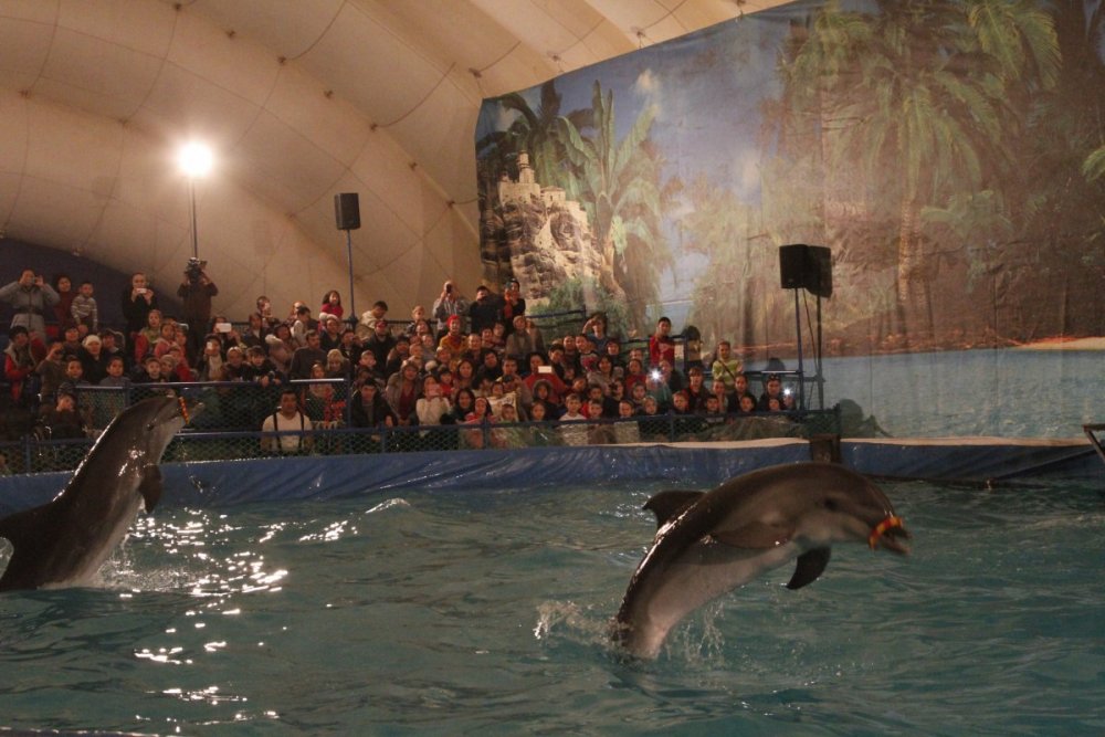 Әртіс дельфиндер табиғи жағдайда өмір сүре алмайды. Олар үйірлеріне де қосыла алмайды. Жануарлар аулау икемін бірден ұмытып қалады. 