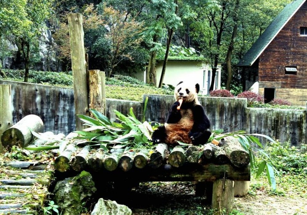 Пандалар бамбукпен қоректенеді. Әрбір ересек панда күніне 30 келі бамбук жейді екен. © Роза Есенқұлова