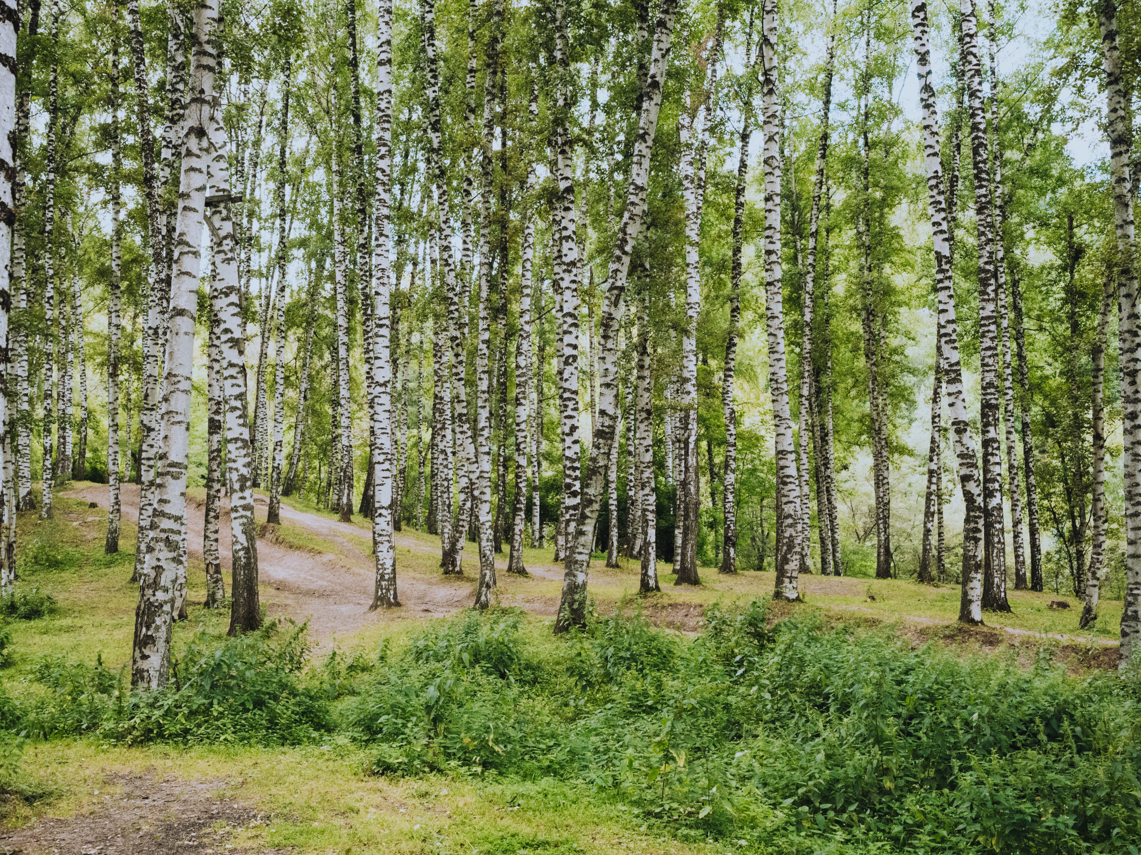 Майлы жезөкшелер порно