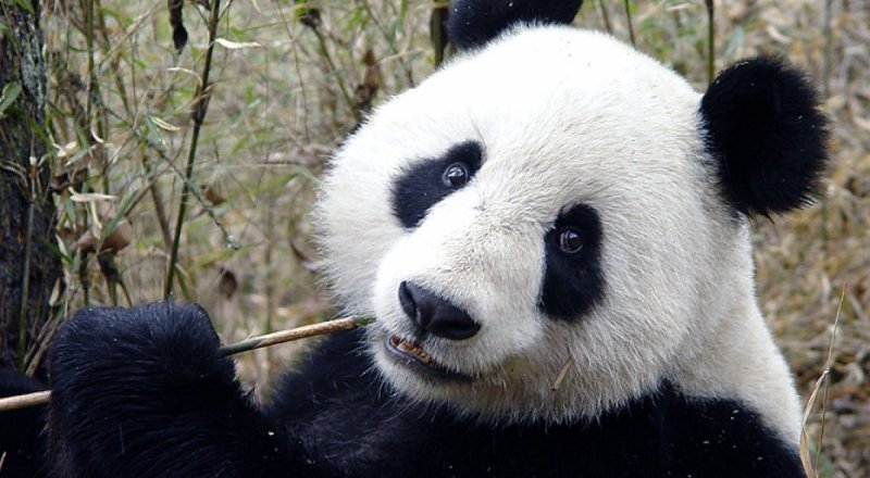 Қытай ғалымдары пандалардың тілін зерттеп жатыр. © MIGnews.com