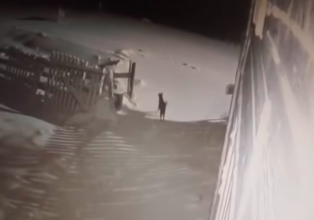 Иттердің бір топ қасқырмен арпалысы видеоға түсіп қалған