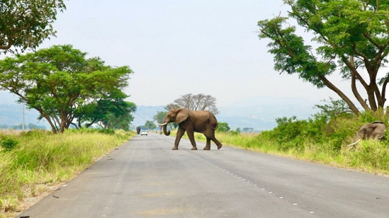 Уганда ұлттық саябағы. Фото: File Photo