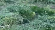 Алматы облысының тұрғынынан бес тонна қарасора тәркіленді