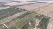 Алматы тұрғыны Түрген ауылының маңында 3 тонна каннабис өсірген