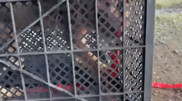 Шымкентте тұрғын арыстанның күшігін сатпақ болған