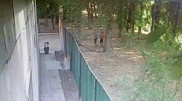 Алматы облысында баланы иттер талап тастаған: оқиға орнынан видео тарады