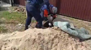 Семейде құдыққа түсіп кеткен ит құтқарылды